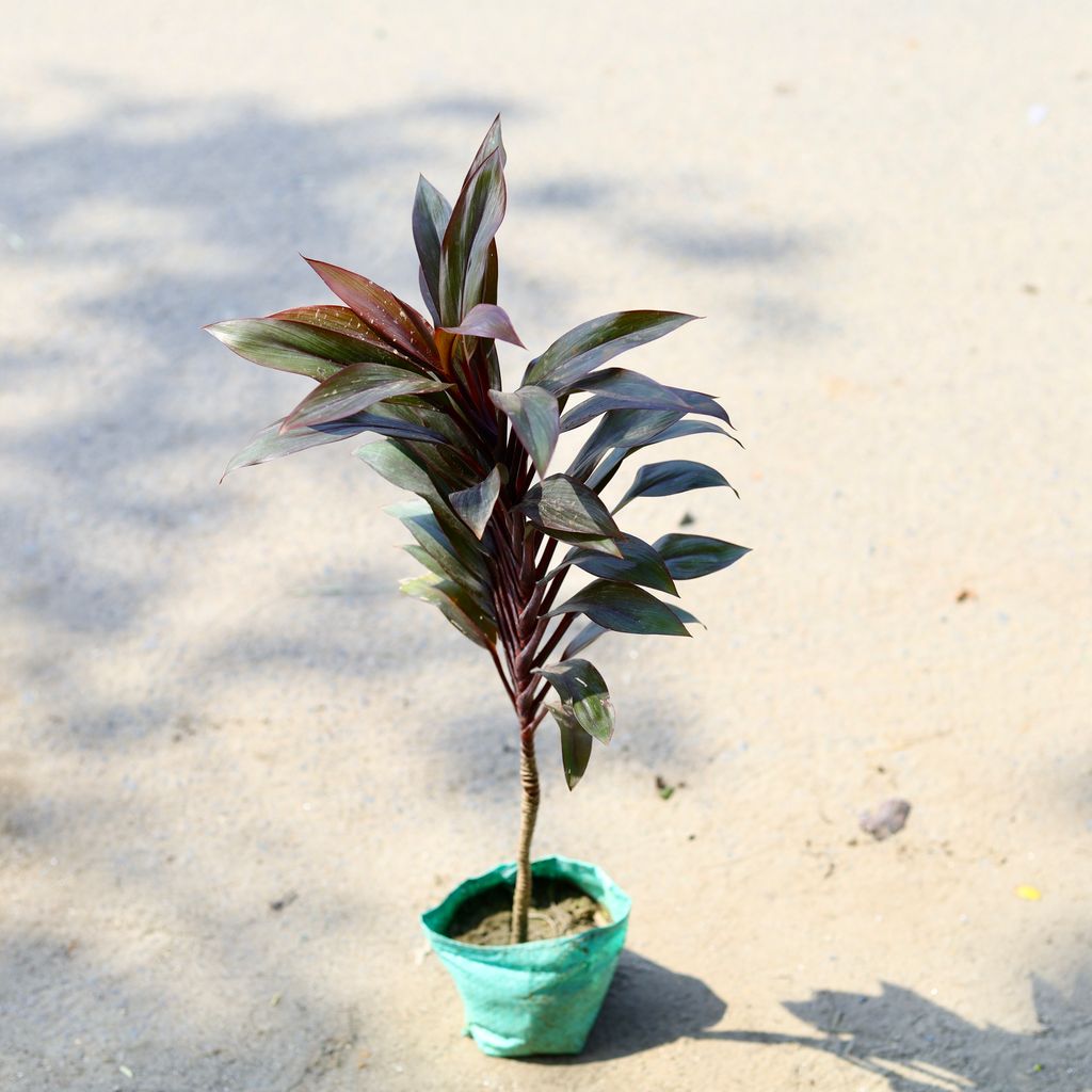 Dracaena Rosea in 4 Inch Nursery Bag