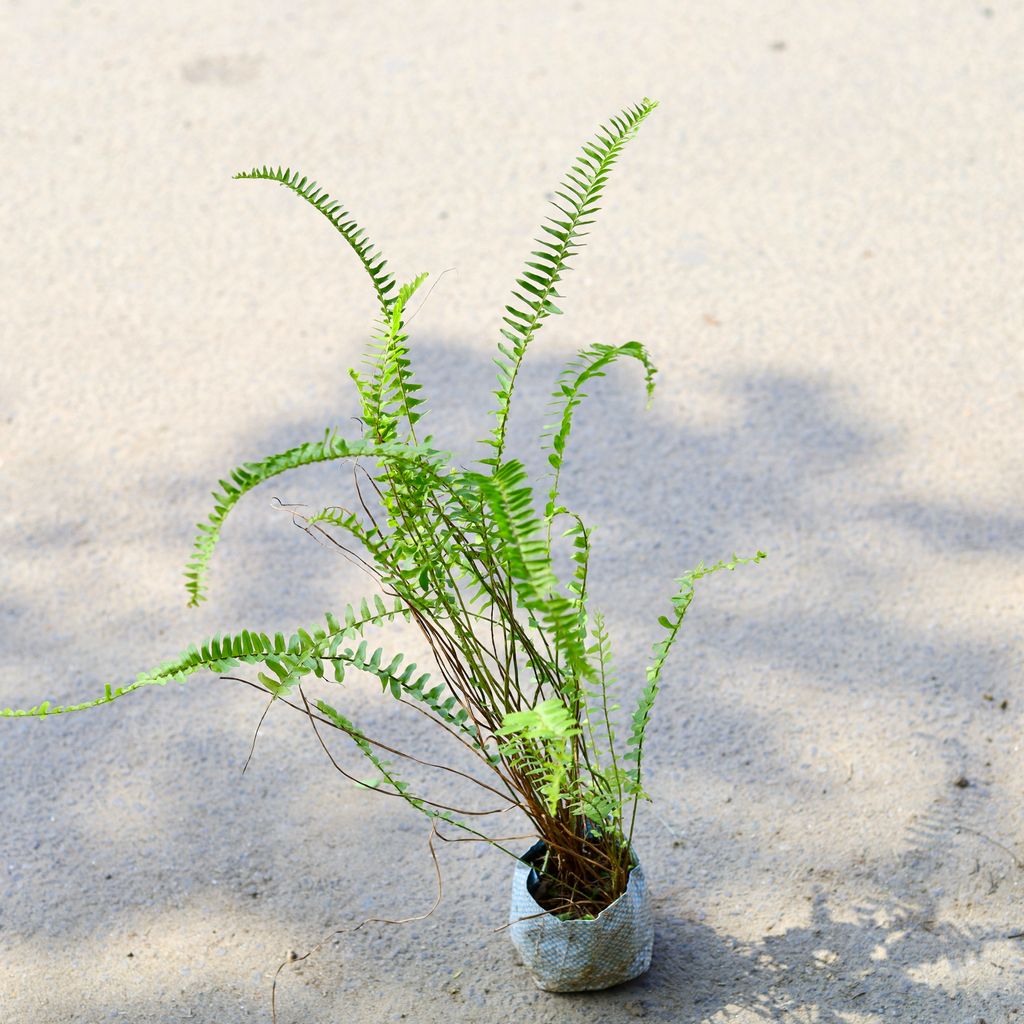 Fern in 4 Inch Nursery Bag