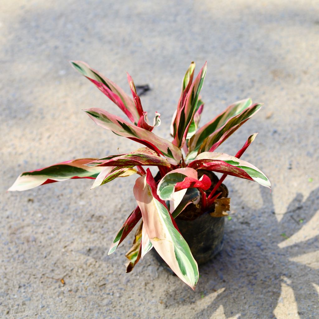 Alpinia Red in 4 Inch Nursery Bag