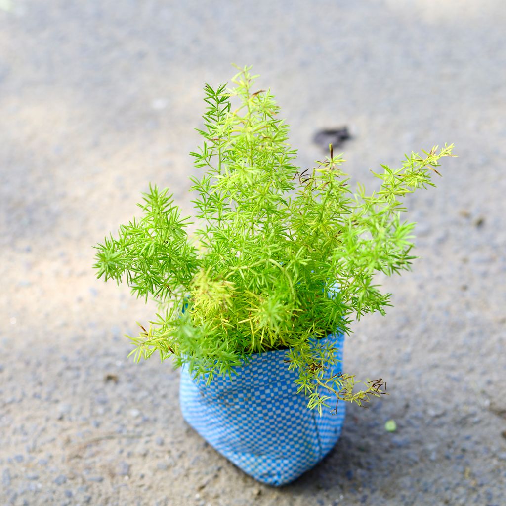 Asparagus Mary in 4 Inch Nursery Bag