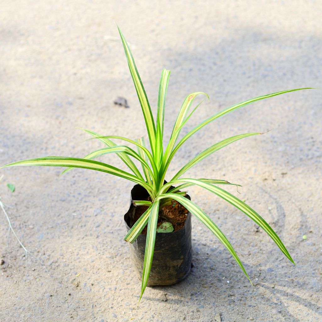 Pandanus Golden in 4 Inch Nursery Bag