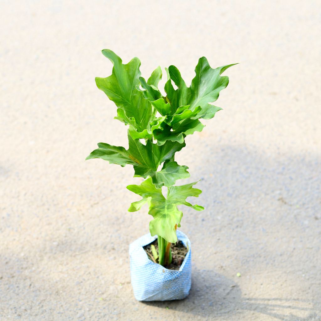 Philodendron Selloum in 4 Inch Nursery Bag