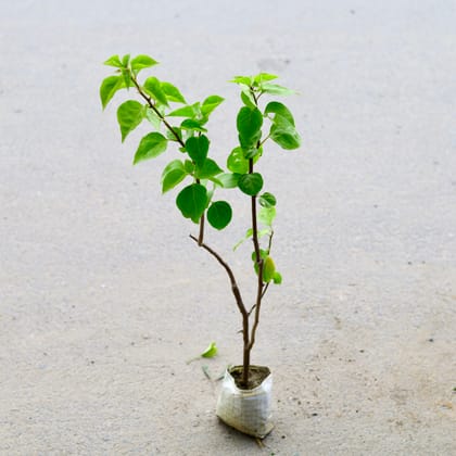 Buy Bougainvillea (Any Colour) in 4 Inch Nursery Bag Online | Urvann.com