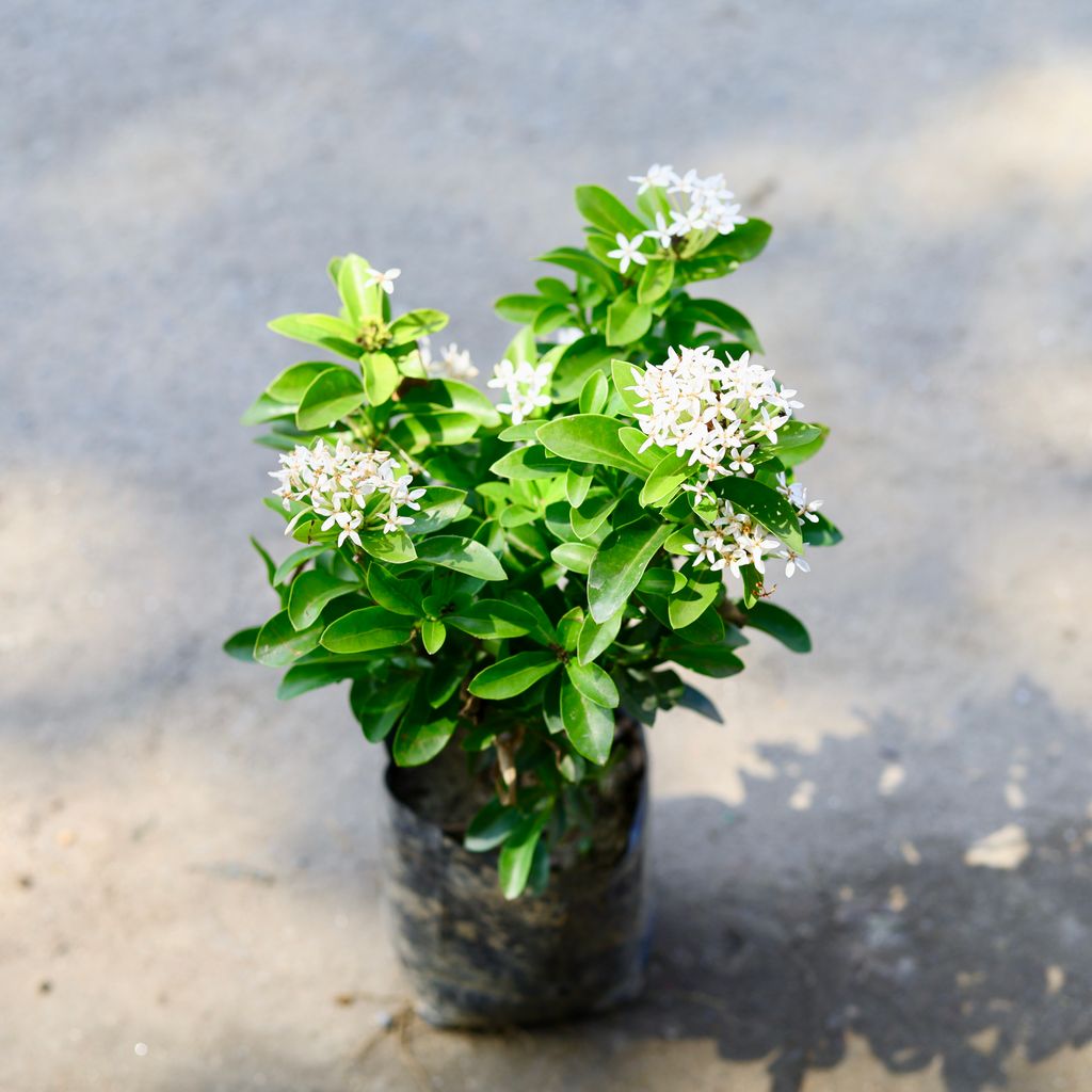 Ixora Dwarf White in 4 Inch Nursery Bag