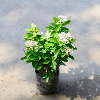 Buy Ixora Dwarf White in 4 Inch Nursery Bag Online | Urvann.com