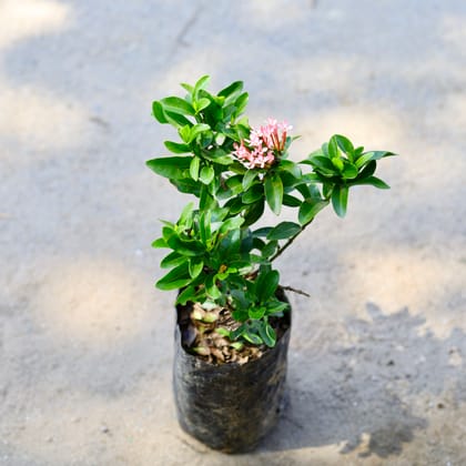 Buy Ixora Dwarf Pink in 4 Inch Nursery Bag Online | Urvann.com