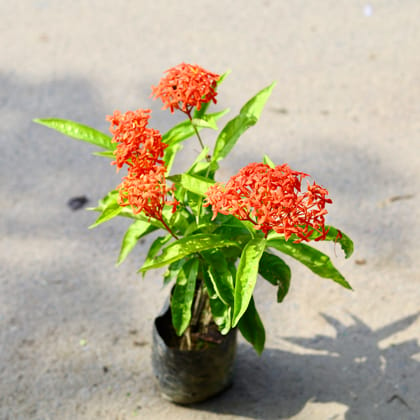 Buy Ixora Orange  in 4 Inch Nursery Bag Online | Urvann.com