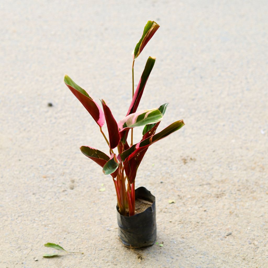 Alpinia Red (~ 1 Ft) in 4 Inch Nursery Bag