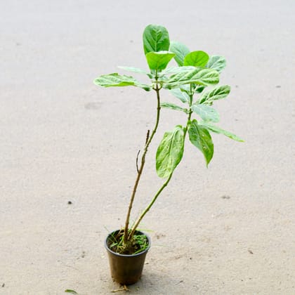 Buy Aak Plant in 6 Inch Nursery Pot Online | Urvann.com