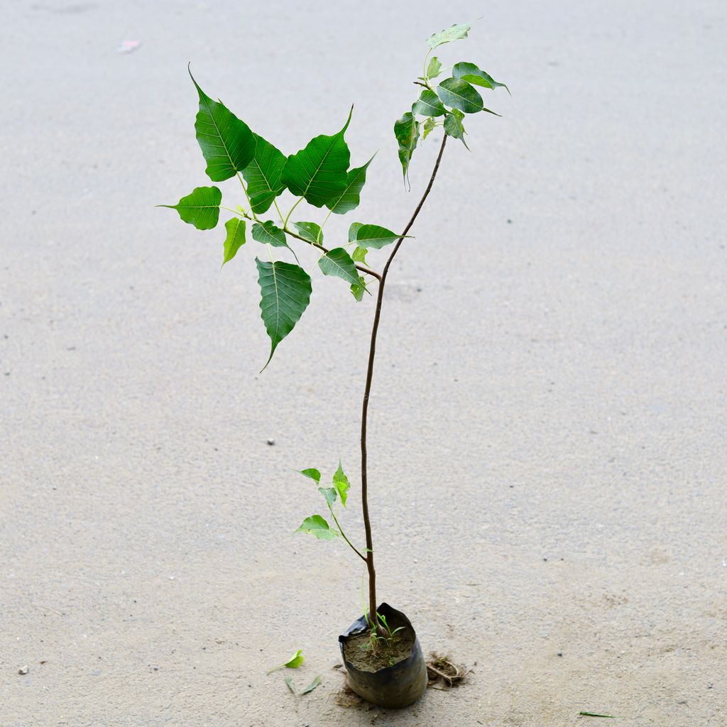 Peepal / Sacred Fig  in 6 Inch Nursery Bag