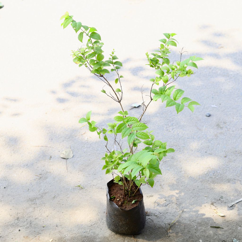 Madhu Malti / Rangoon Creeper Hybrid in 6 Inch Nursery Bag