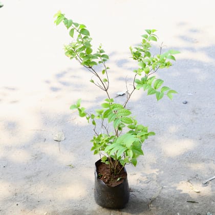 Buy Madhu Malti / Rangoon Creeper Hybrid in 6 Inch Nursery Bag Online | Urvann.com