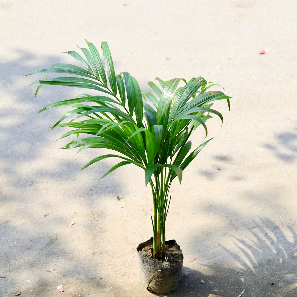 Areca Palm in 4 Inch Nursery Bag