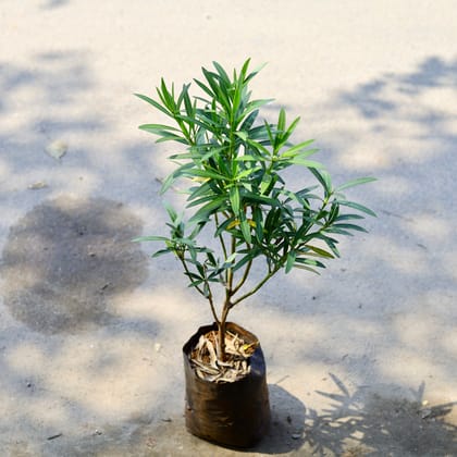 Buy Oleander / Kaner Hybrid Dwarf Pink in 6 Inch Nursery Bag Online | Urvann.com