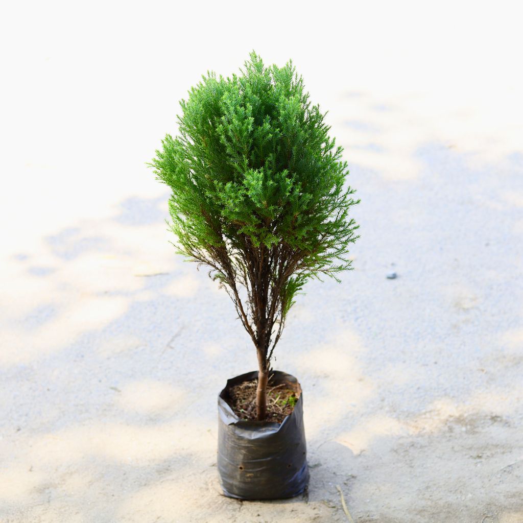 Juniperus Green in 6 Inch Nursery Bag