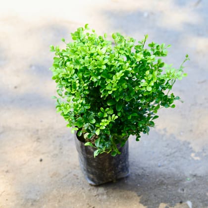 Buy Murraya / Madhu Kamini Dwarf in 6 Inch Nursery Bag Online | Urvann.com