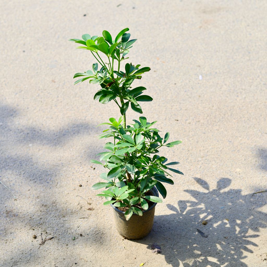 Schefflera Green in 6 Inch Nursery Pot