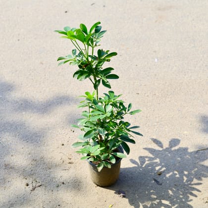 Buy Schefflera Green in 6 Inch Nursery Pot Online | Urvann.com