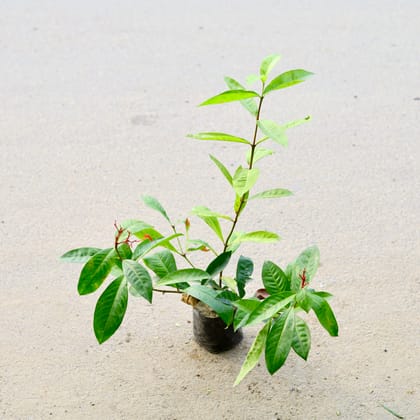 Buy Ixora Red in 6 Inch Nursery Bag Online | Urvann.com