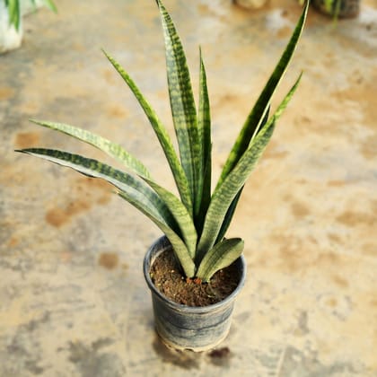 Snake Sansevieria Lady Charm in 6 Inch Nursery Pot