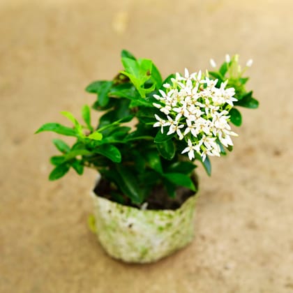 Ixora Dwarf White in 4 Inch Nursery Bag