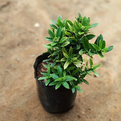 Ixora Miniature (any colour) in 5 Inch Nursery Bag