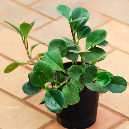 Peperomia / Radiator Plant Green in 4 Inch Nursery Pot