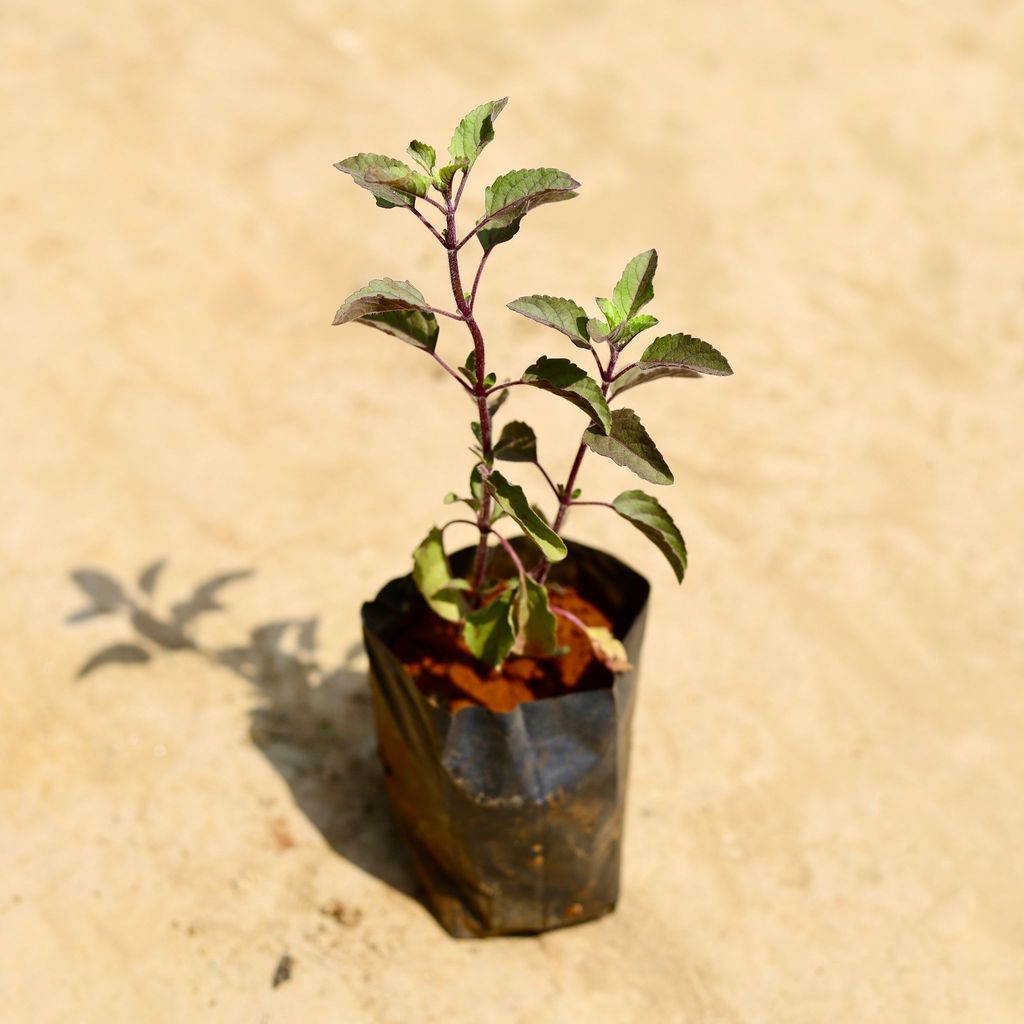 Tulsi Shyama in 3 Inch Nursery Bag