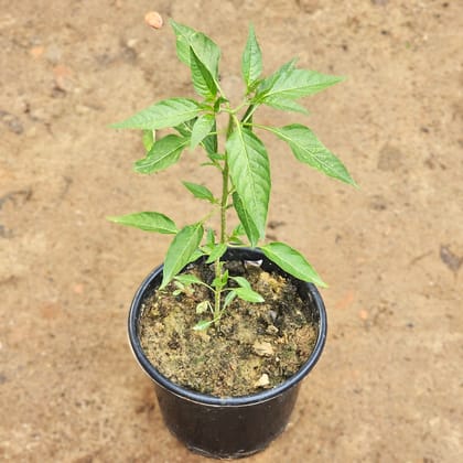 Chilli Plant in 6 Inch Nursery Pot