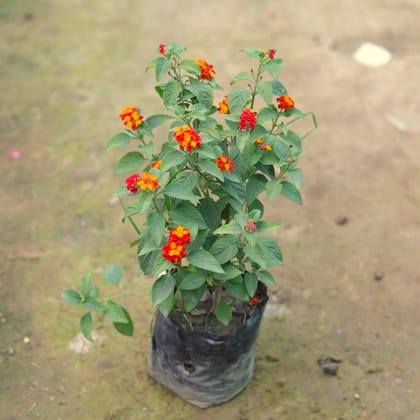 Lantana Dwarf (any colour) in 4 Inch Nursery Bag