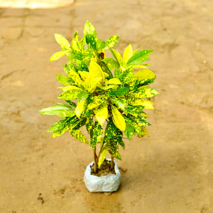 Buy Baby Croton Goldstar in 4 Inch Nursery Bag Online | Urvann.com