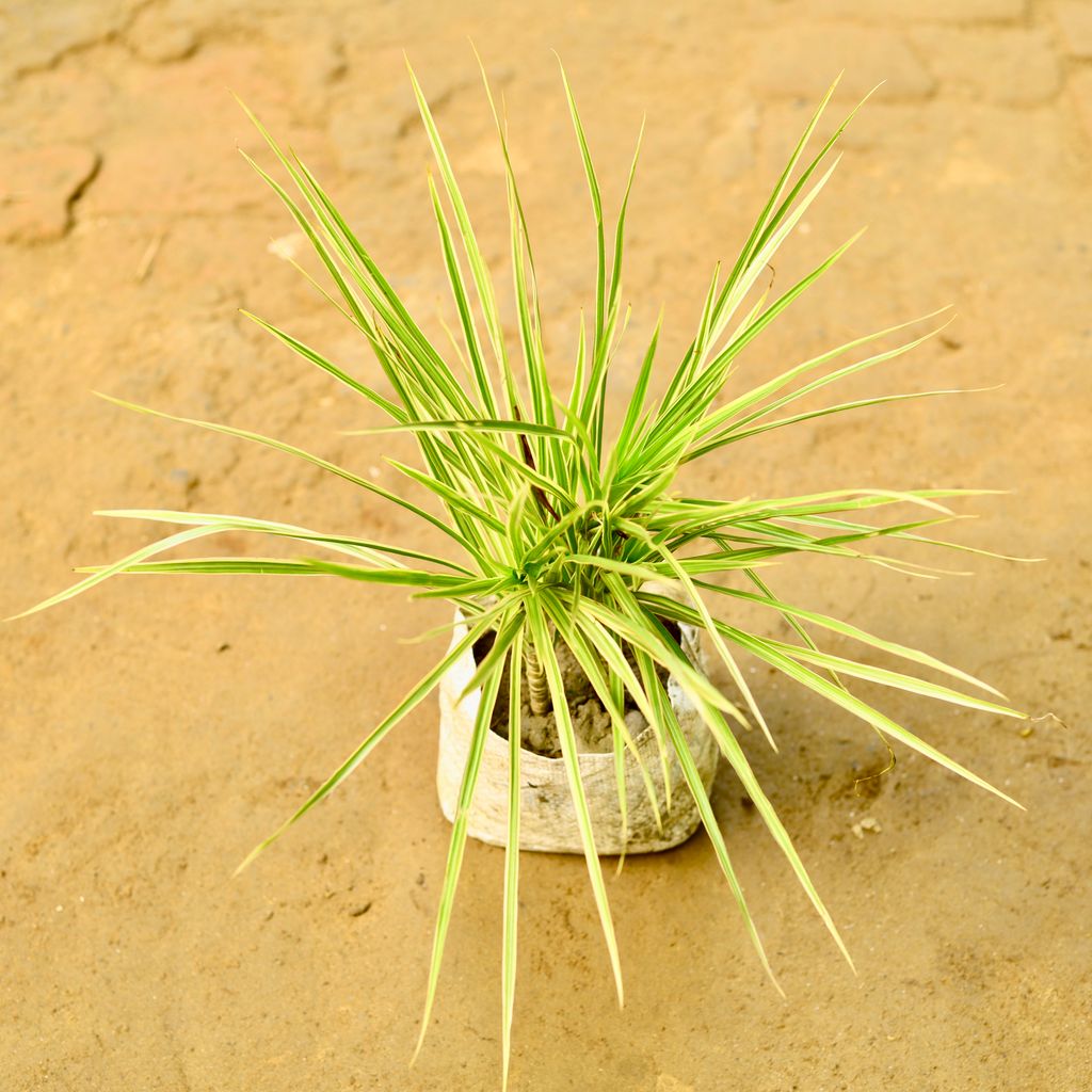 Dracaena Colorama Green in 4 Inch Nursery Bag