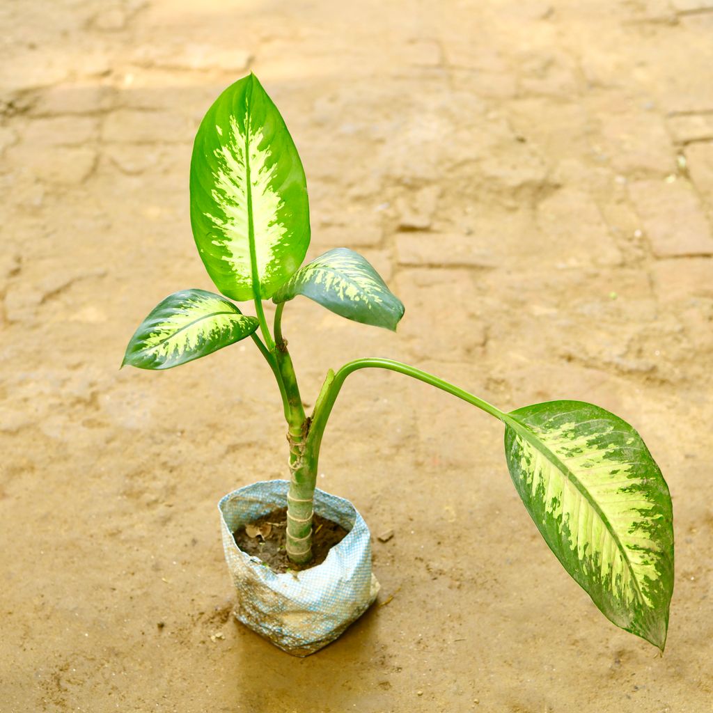 Dieffenbachia Seguine in 4 Inch Nursery Bag