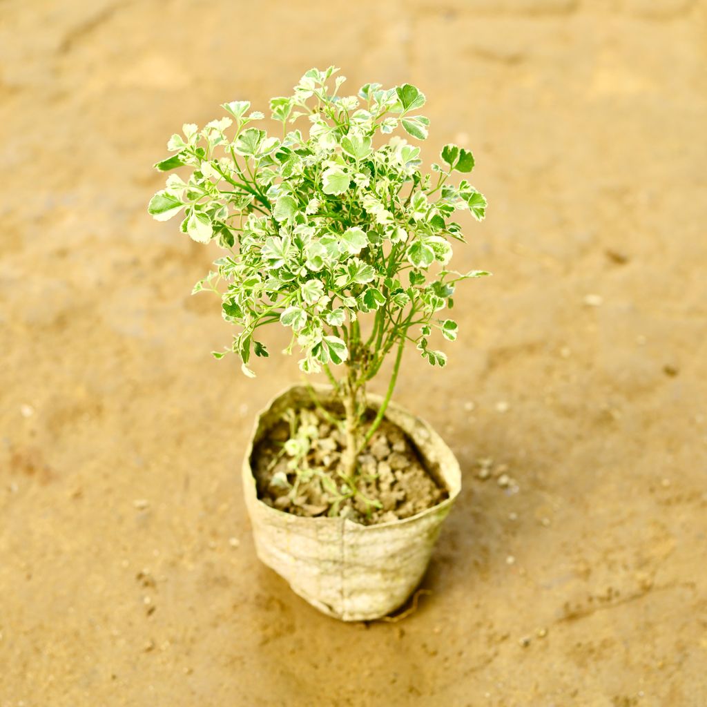 Aralia Vareigated in 4 Inch Nursery Bag