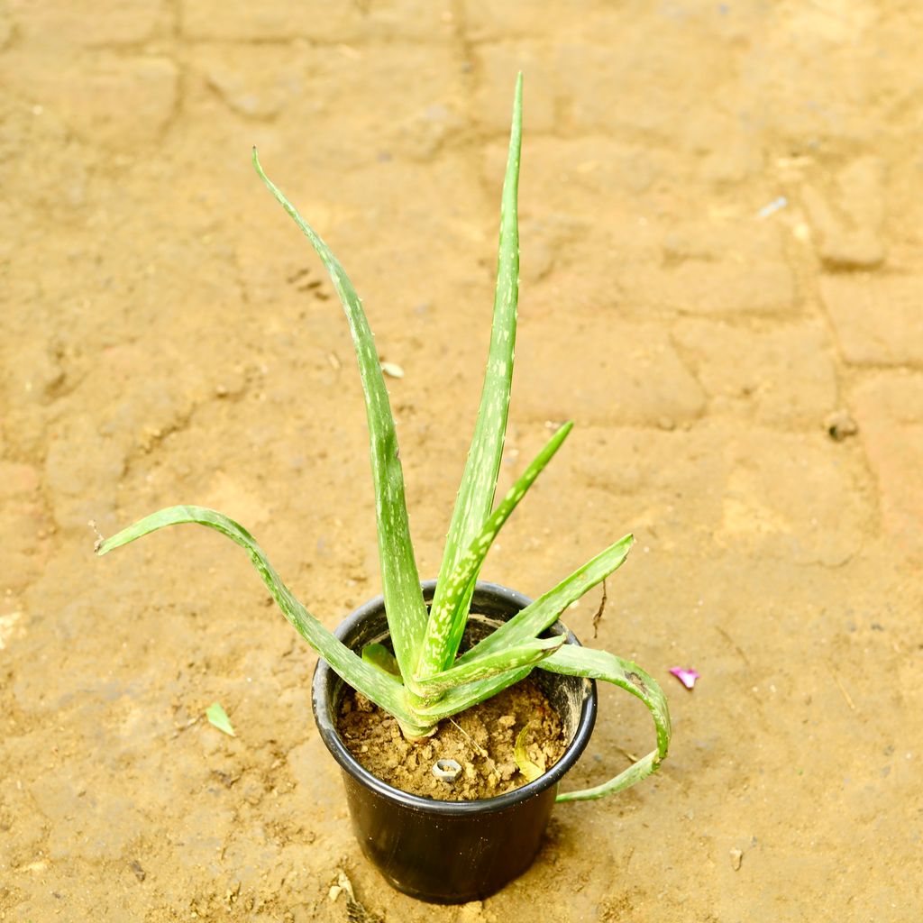 Aloe Vera in 4 Inch Nursery Pot