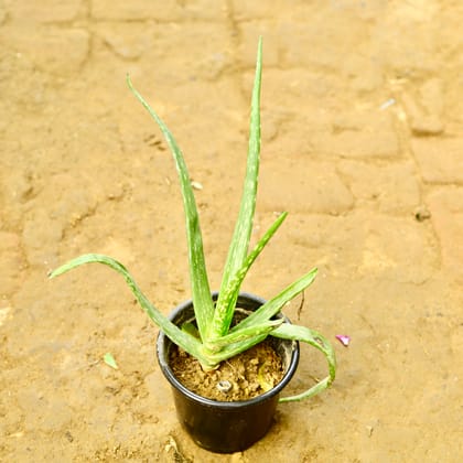 Buy Aloe Vera in 4 Inch Nursery Pot Online | Urvann.com