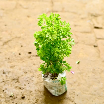 Buy Aralia Green in 4 Inch Nursery Bag Online | Urvann.com