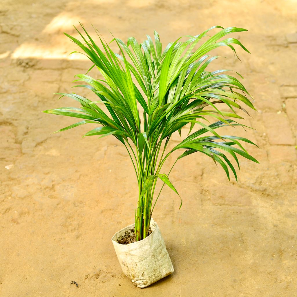 Areca Palm (~ 2 Ft) in 6 Inch Nursery Bag