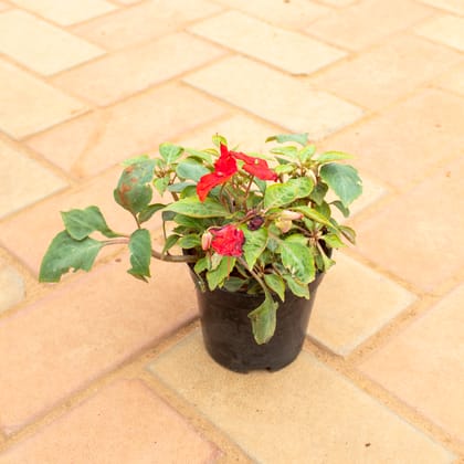 Buy Impatient Balsamina Red  in 4 Inch Nursery Pot Online | Urvann.com