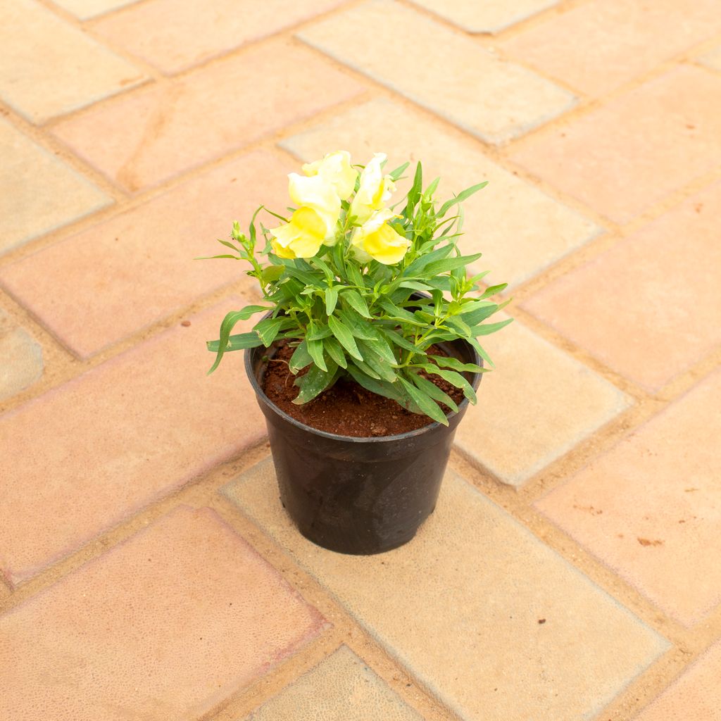 Antirrhinum Majus / Dog plant Pink in 4 Inch Nursery Pot