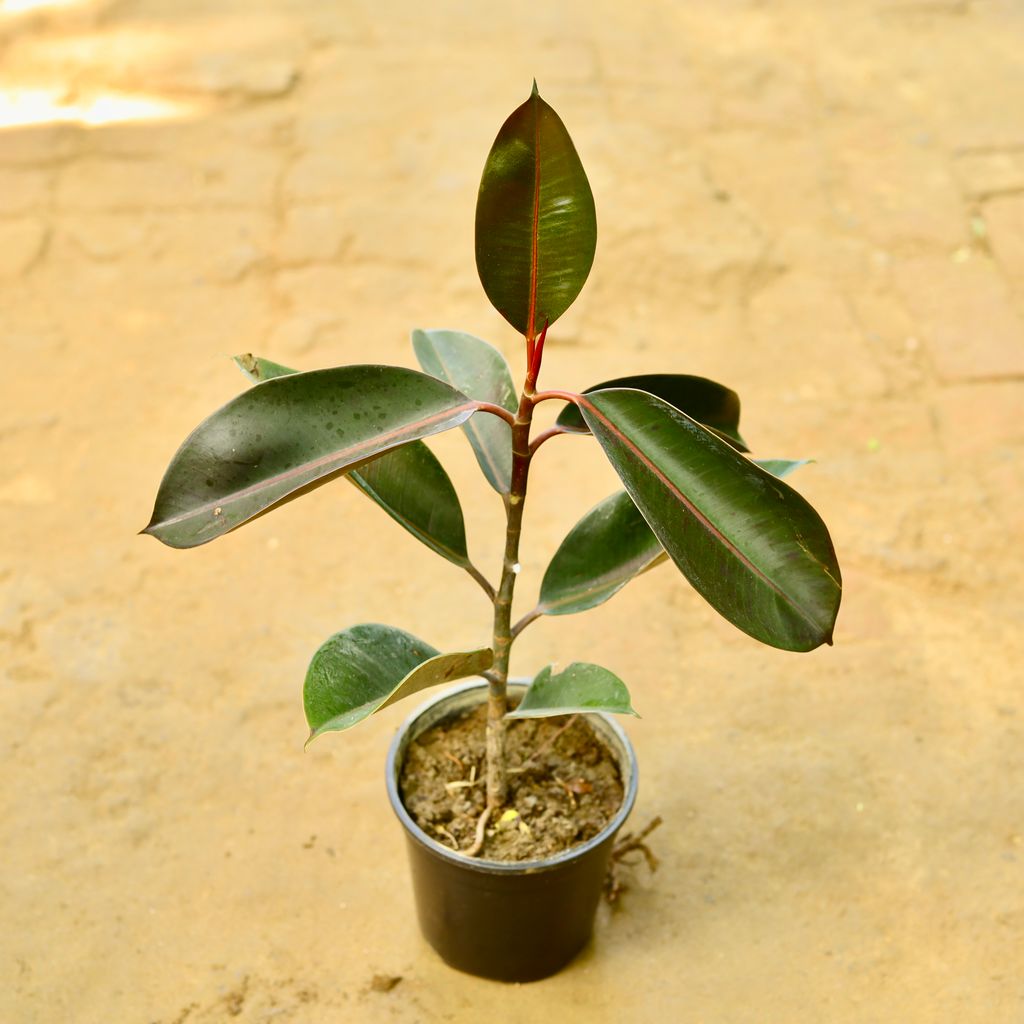 Rubber Green in 6 Inch Nursery Pot