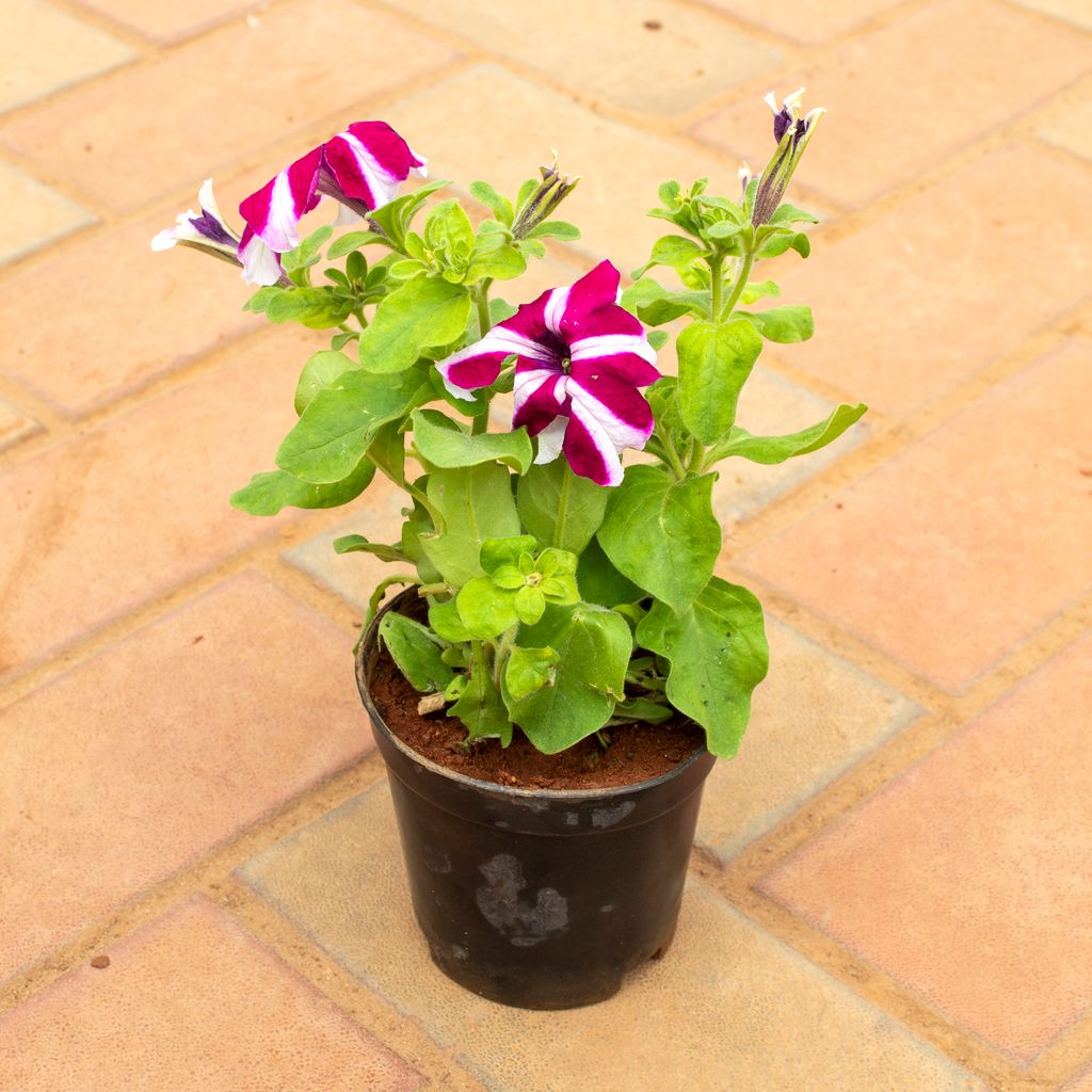 Petunia (Any Colour) in 4 Inch Nursery Pot