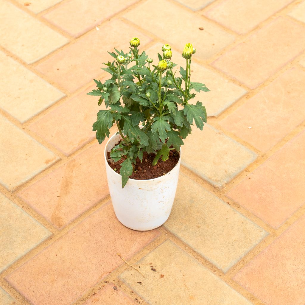 Chrysanthemum / Guldaudi Yellow in 5 Inch White Premium Plastic Pot