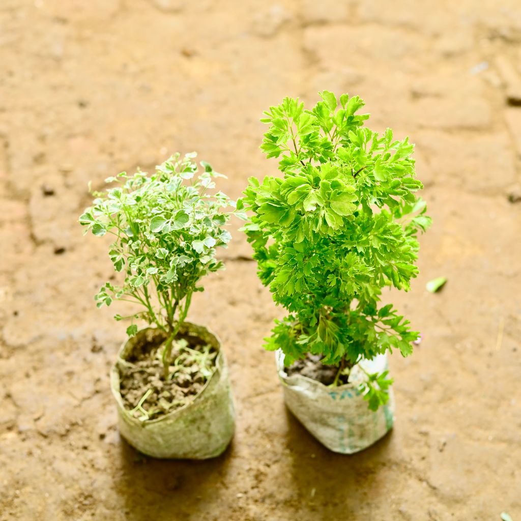 Set of 2 - Aralia Green & Vareigated in 4 Inch Nursery Bag