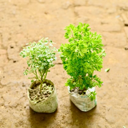 Buy Set of 2 - Aralia Green & Vareigated in 4 Inch Nursery Bag Online | Urvann.com