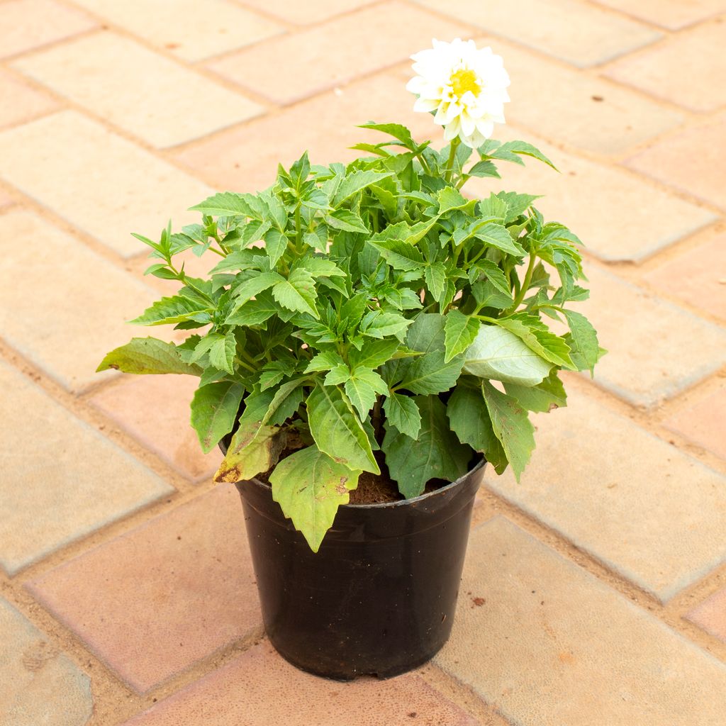 Dahlia White in 5 Inch Nursery Pot