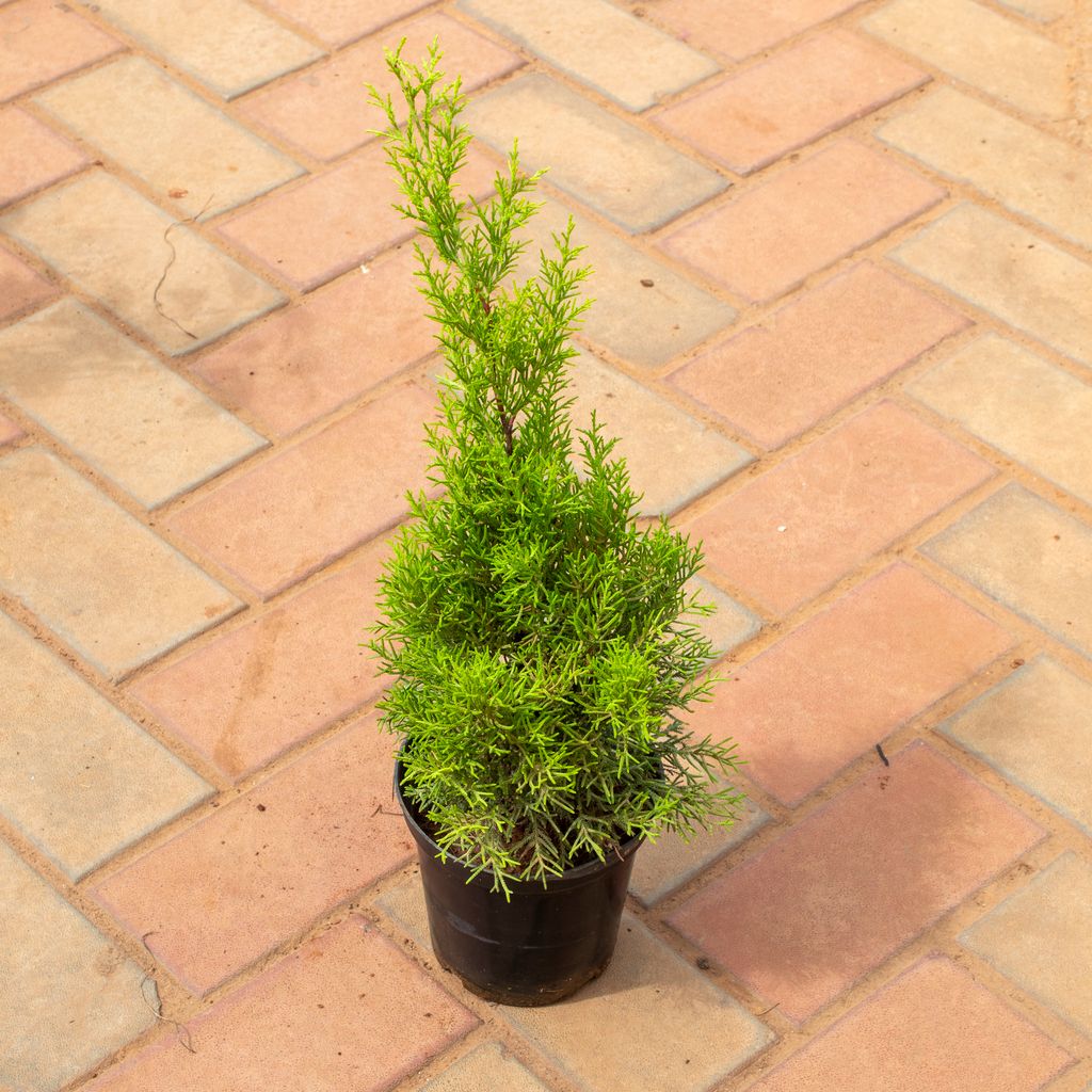 Golden Juniperus in 5 Inch Nursery Pot