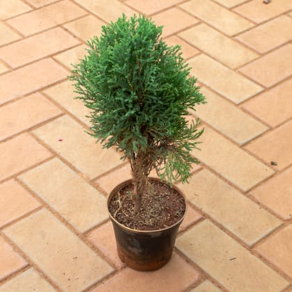 Buy Juniperus Green in 5 Inch Nursery Pot Online | Urvann.com