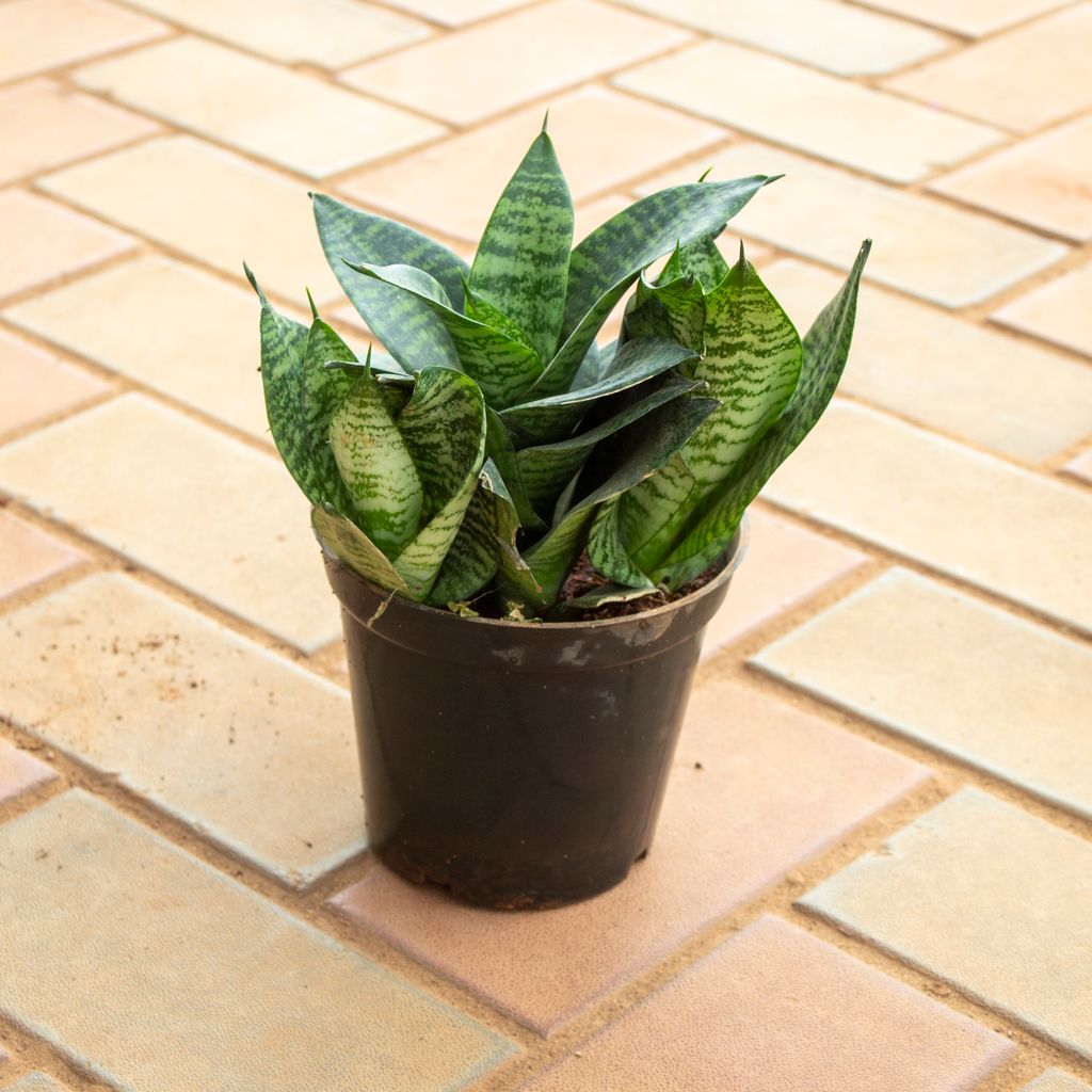 Snake Green in 6 Inch Nursery Pot