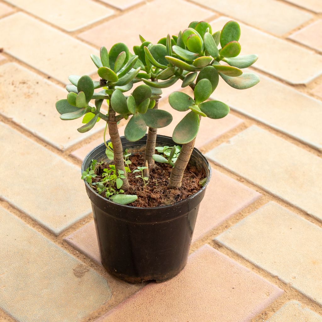 Crasulla in 5 Inch Nursery Pot